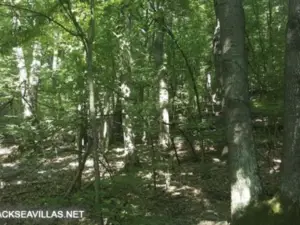 Forest for sale near Veliko Tărnovo