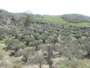 sh 787, Land plot, Caccamo, Sicily