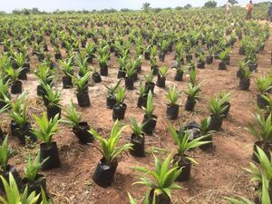 Palm Rich Estate Phase 7