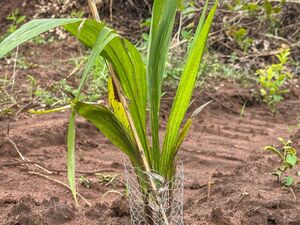 Palm Crest Farm Estate 2