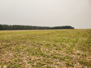Agricultural operation of 402 hectares in Alto Parana