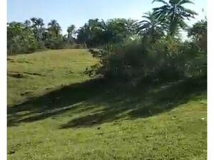 Coconut farm in sawata, Davao del Norte 