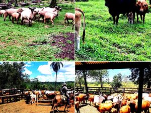 farm of 120 has. en Borja, Guaira