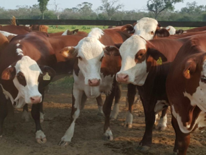 farm of 12000 has Agua Dulce Chaco Paraguay