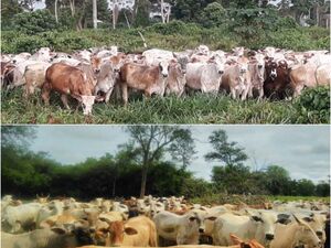 (7) Cattle Ranch of 48.000 has. Alto Paraguay - Chaco