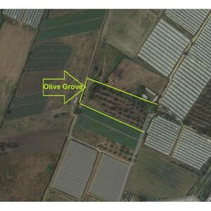 OLIVE GROVE FARM Exchanging for House