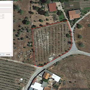 Sweet Cherry Orchard with urban environment