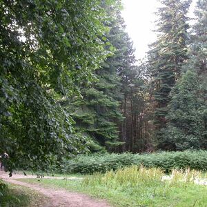 1400 sq m woodland. 10 mins from town centre 