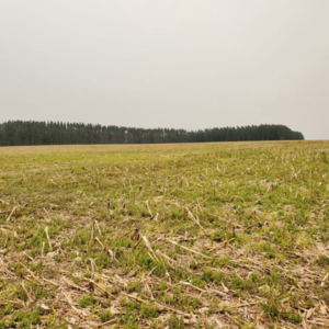 Agricultural operation of 402 hectares in Alto Parana
