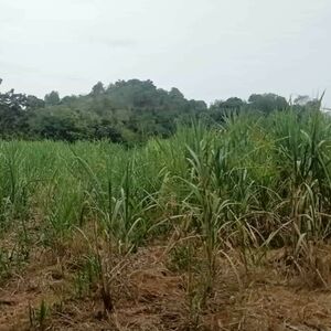 For sale farm lot in kiblawan, Davao del sur, Philippines 