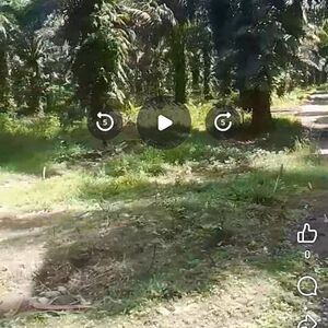 Farm lot in Agusan del sur 