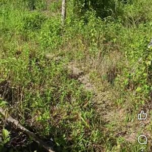 Commercial lot in panabo city 