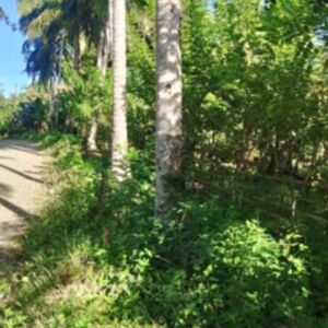 Coconut farm in sawata, Davao del Norte 