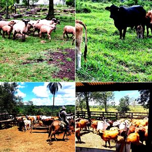 farm of 120 has. en Borja, Guaira