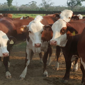 farm of 12000 has Agua Dulce Chaco Paraguay