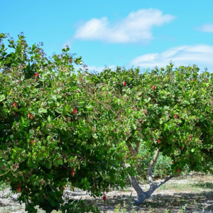cashew farm for sale 