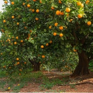 orange orchard for sale 