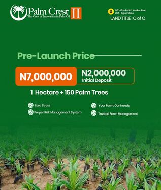 1 Hectare 150 Palm Trees