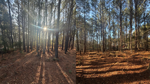 713 Branch Rd, Timmonsvil