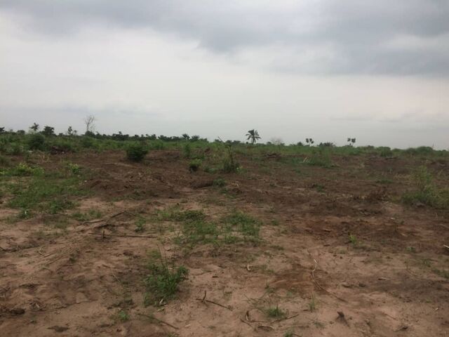 Transplanted palm Trees