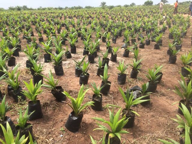 F1 Tenera Palm nurseries